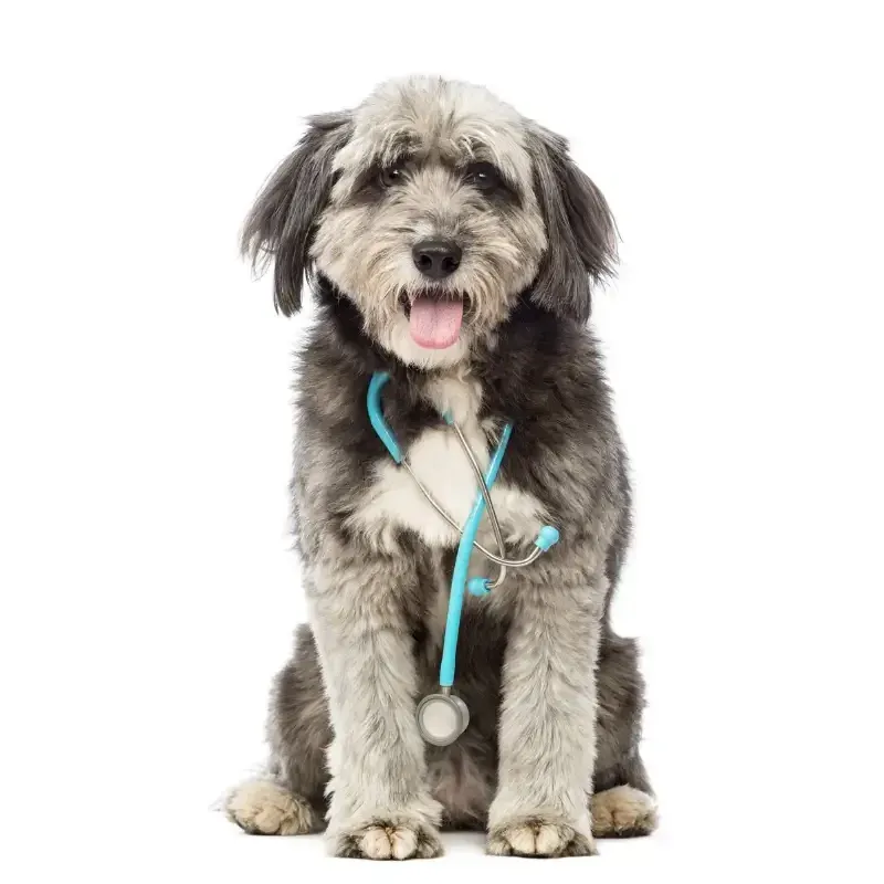 A shaggy grey and white dog sitting upright wearing a stethoscope