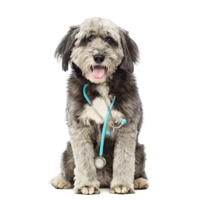 A shaggy grey and white dog sitting upright wearing a stethoscope