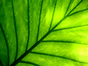 Chlorophyll, also known as 'plant blood'