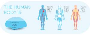 Water and the human body