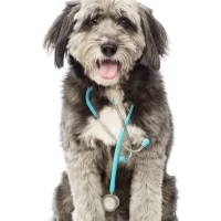 A dog wearing a stethoscope around its neck, symbolizing pet health and wellness.