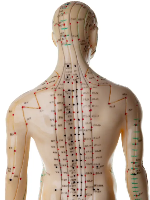 Acupuncture meridian model used in Melbourne acupuncture clinic to demonstrate acupuncture points