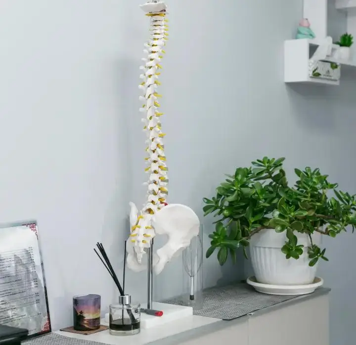 Model of a human spine in a Melbourne chiropractic clinic